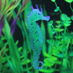 Aquarium Accessories | Aquarium Fish Tank Landscaping Decor Glowing Effect Animal Sea Ornament | 1 Seahorse