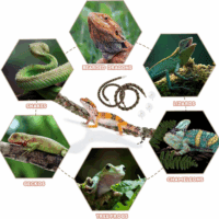 2 Pcs Reptile Vines for Climbing Bendable Jungle Vines Made of Handmade Umbrella Cord Weaving Rope Decor with 3 Suction Cup Accessories for Chameleon Crab Lizards Snakes Gecko Frog Hermit Crab - Image 6