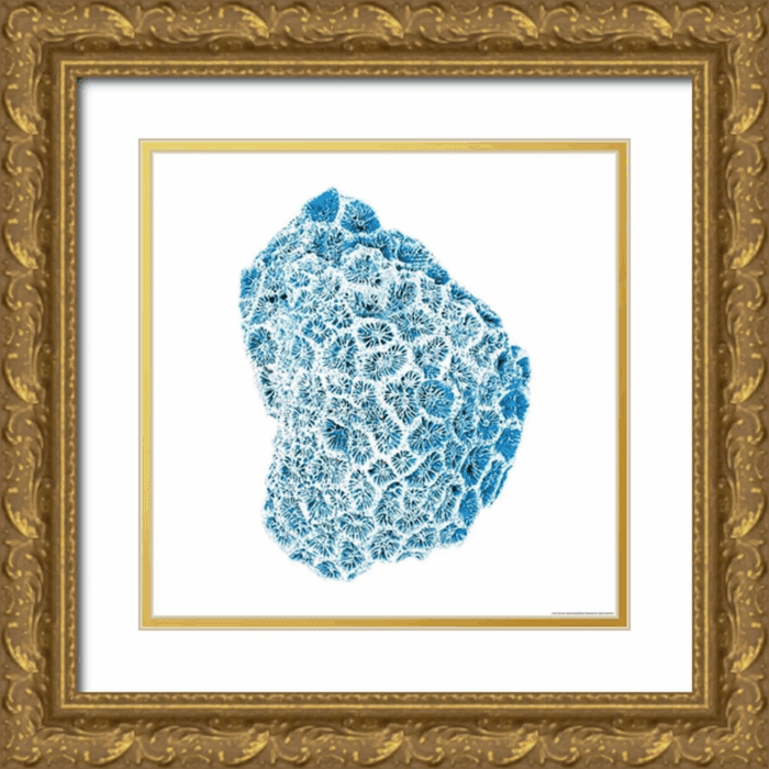 Brando, JJ 26X26 Gold Ornate Wood Framed with Double Matting Museum Art Print Titled - Blue Coral - Image 15