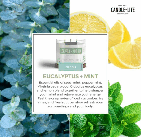 by  Scented Candles, Eucalyptus & Mint Leaf Fragrance, One 14.75 Oz. Three-Wick Aromatherapy Candle with 45 Hours of Burn Time, Off-White Color - Image 5