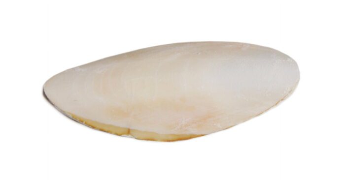 5" Cuttlebone for Birds - Image 2