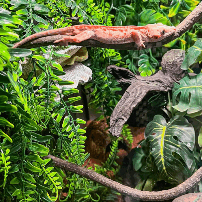 Reptile Vines, Flexible Jungle Climbing Vines Terrarium Plastic Plants and Leaves Tank Accessories Decor for Gecko Snake Lizard Bearded Dragon Hermit Crab Frog - Image 5