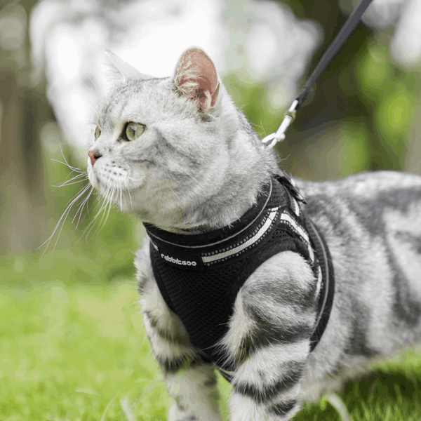 Cat Harness and Leash Set for Walking Escape Proof, Adjustable Soft Kittens Vest with Reflective Strip for Cats, Comfortable Outdoor Vest, Black, S - Image 8