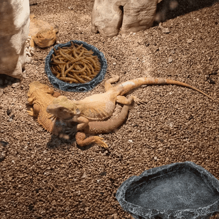 2 Pack Reptile Feeding Dish Corner Bowl, Reptile Water Dish Food Bowl, Reptile Feeding Terrarium Bowls for Bearded Dragon Lizard Frog Gecko Tortoise Hermit Crab - Image 3