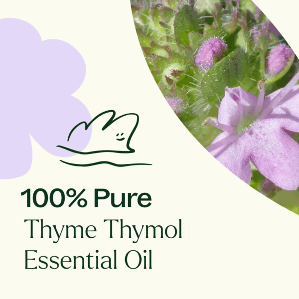 Thyme Thymol Essential Oil 100% Pure, Undiluted, Natural Aromatherapy, Therapeutic Grade 10 Ml (1/3 Oz) - Image 5