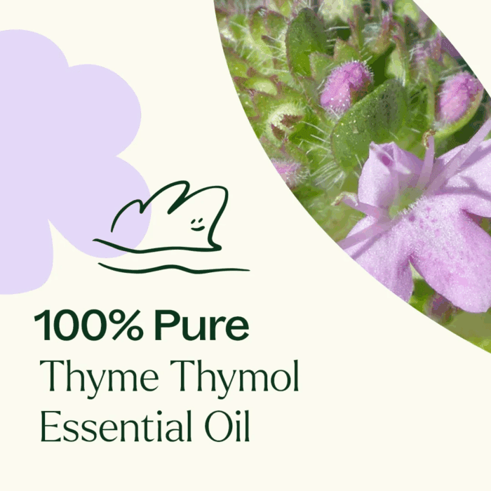 Thyme Thymol Essential Oil 100% Pure, Undiluted, Natural Aromatherapy, Therapeutic Grade 10 Ml (1/3 Oz) - Image 5