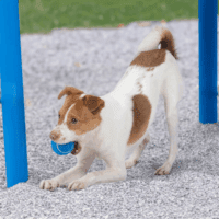 Squeaky Tennis Toys for Dogs, 4-Pack, Heavy-Duty Interactive Pet Toys for Throwing and Fetching, Supports Exercise and Natural Behavior Training, Durable - Small - Image 7