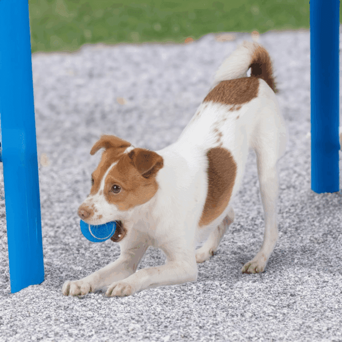Squeaky Tennis Toys for Dogs, 4-Pack, Heavy-Duty Interactive Pet Toys for Throwing and Fetching, Supports Exercise and Natural Behavior Training, Durable - Small - Image 7