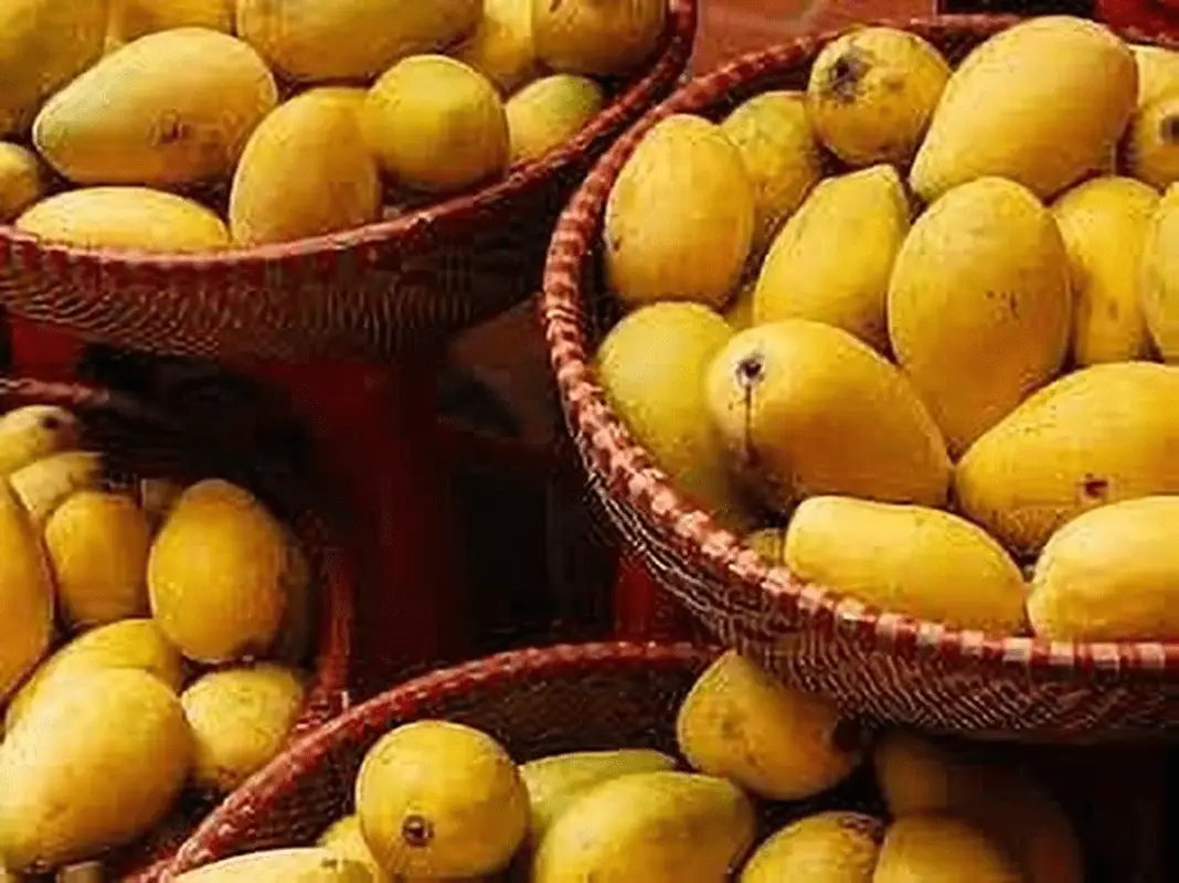 Fresh Yellow Mangoes, Each - Image 3