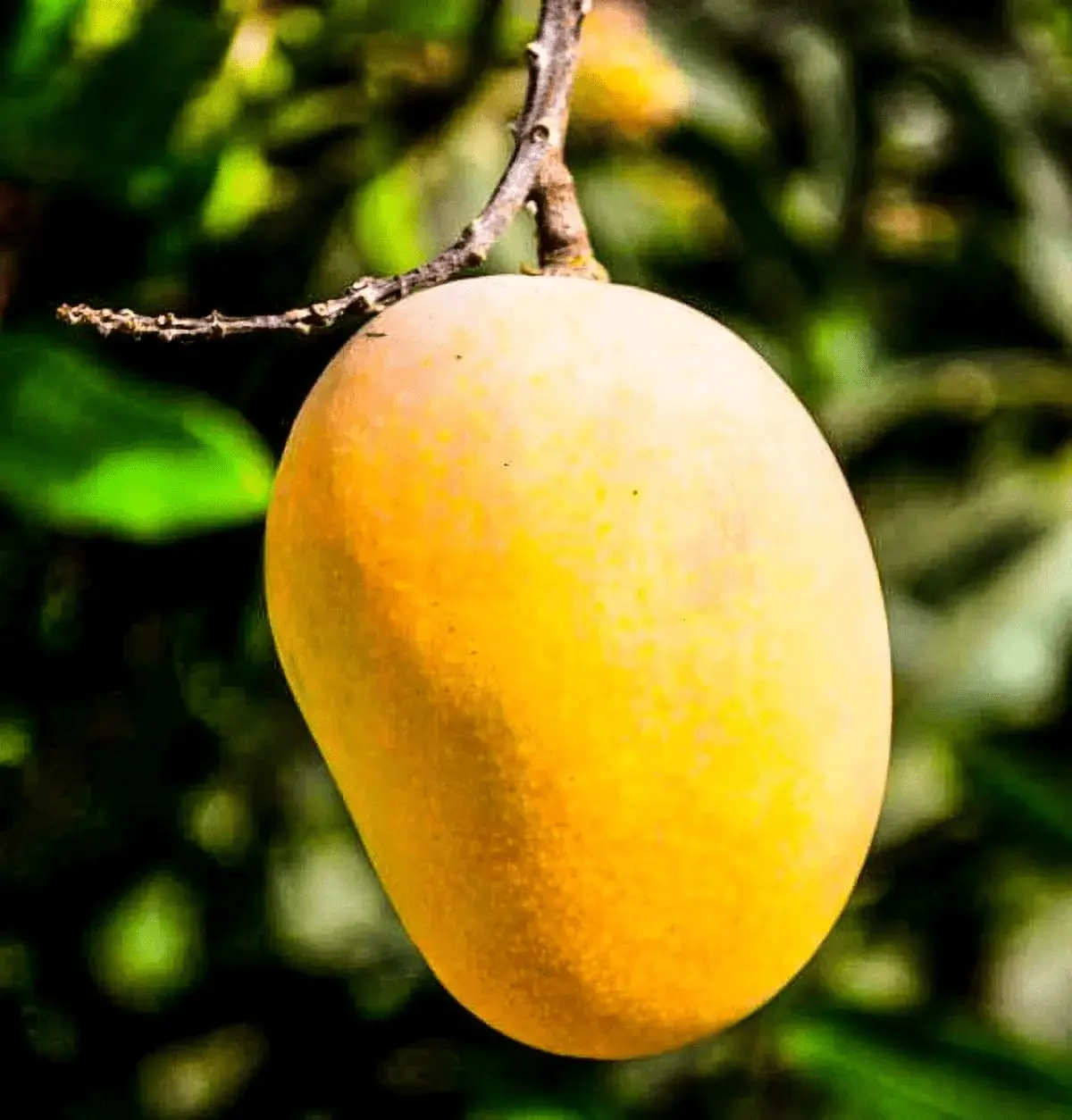 Fresh Yellow Mangoes, Each - Image 5