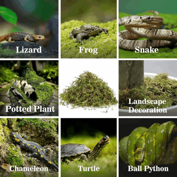 Sphagnum Moss for Reptiles - Terrarium Reptiles Moss Green Dried Peat Moss Habitat Bedding Moss for Snakes Turtle Frog Gecko and Other Reptiles Substrate (5, Ounces) - Image 6