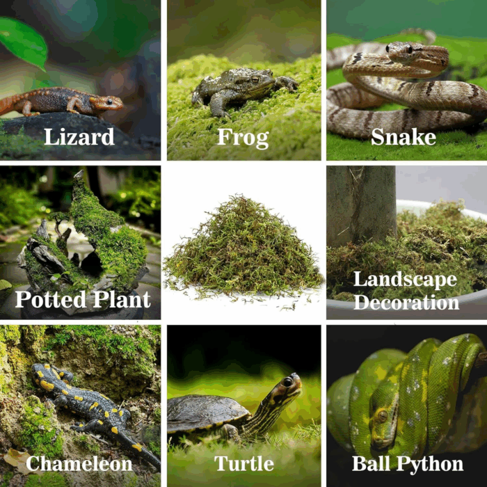 Sphagnum Moss for Reptiles - Terrarium Reptiles Moss Green Dried Peat Moss Habitat Bedding Moss for Snakes Turtle Frog Gecko and Other Reptiles Substrate (5, Ounces) - Image 6