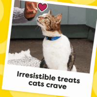 Classic Crunchy and Soft Cat Treats Blissful Catnip Flavor, 16 Oz. Tub - Image 10