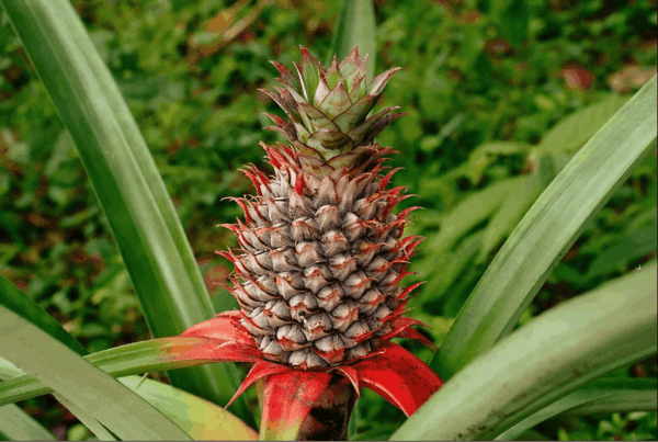 Fresh Pineapple, Each - Image 4