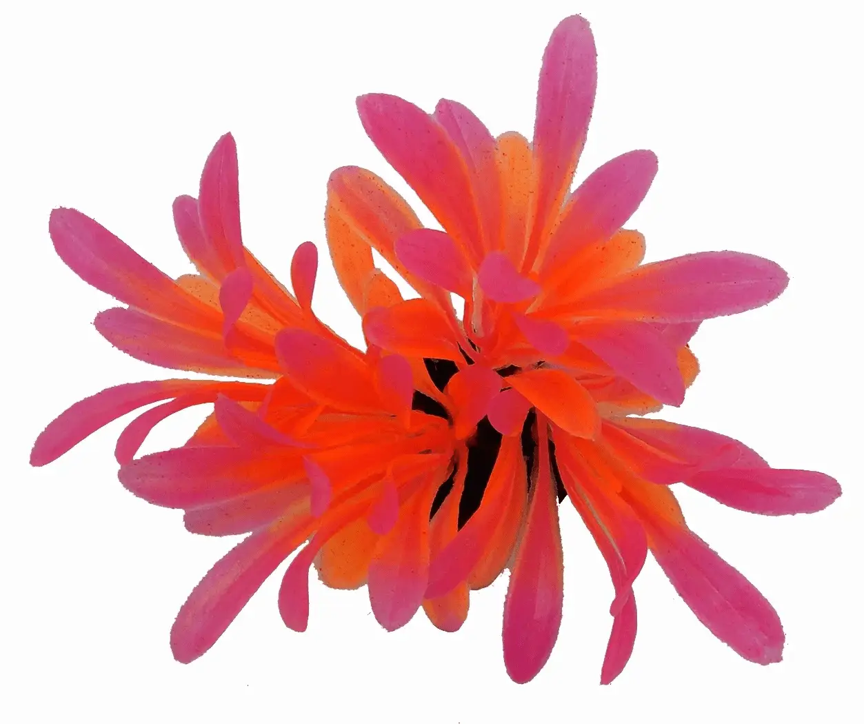 Bright Value Aquarium Plant - Bright Color - Image 5