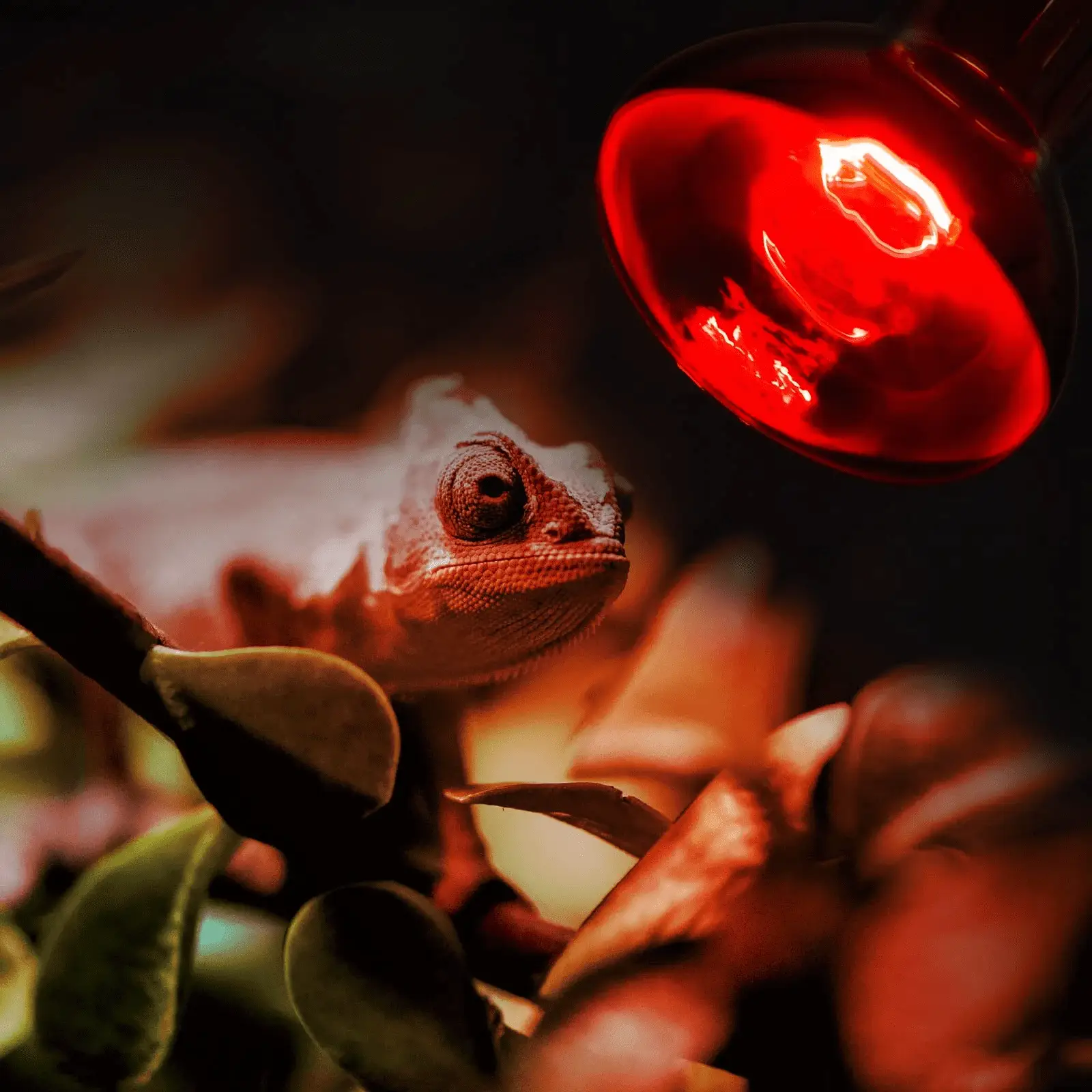 100W Reptile Heat Lamp Bulbs Combo, Day & Night Basking Spot Light, UVA Heating Lamp 2 Pack - Image 3