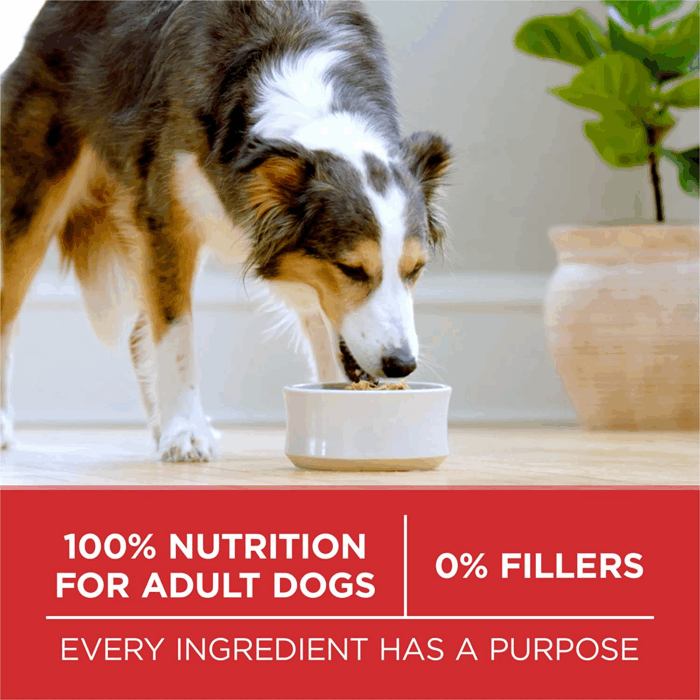 Chicken and Rice Formula Dry Dog Food - 31.1 Lb. Bag - Image 7