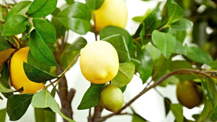 Fresh Lemon, Each - Image 5
