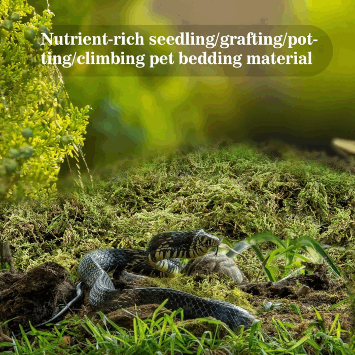 Sphagnum Moss for Reptiles - Terrarium Reptiles Moss Green Dried Peat Moss Habitat Bedding Moss for Snakes Turtle Frog Gecko and Other Reptiles Substrate (5, Ounces) - Image 2