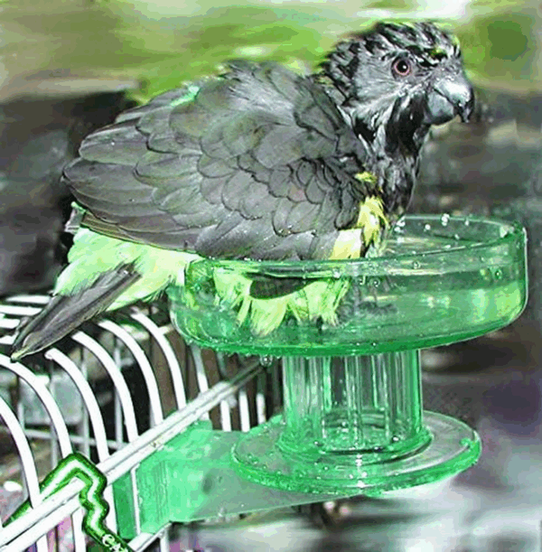 Quick Lock Bird Cage Bath for Lovebirds, Canaries, Finches, Parakeets, and Cockatiels and Other Small to Medium Feathered Friends (Pack of 1) - Image 5