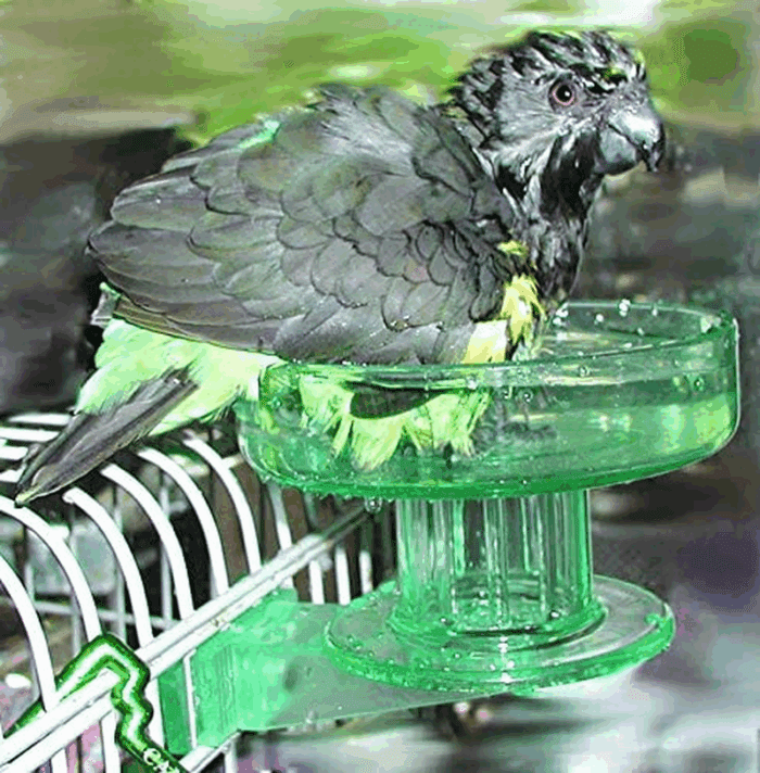 Quick Lock Bird Cage Bath for Lovebirds, Canaries, Finches, Parakeets, and Cockatiels and Other Small to Medium Feathered Friends (Pack of 1) - Image 5