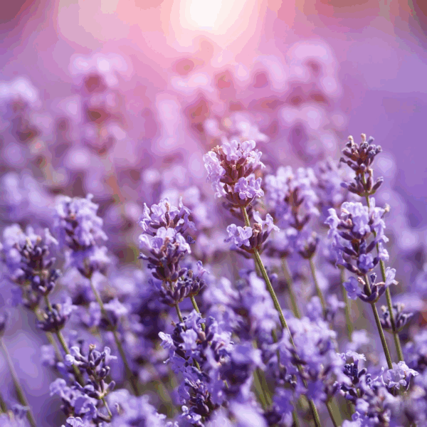 100% Pure Essential Oil, Lavender, 15 Ml, Therapeutic Grade, for Use with Oil Diffusers. - Image 5
