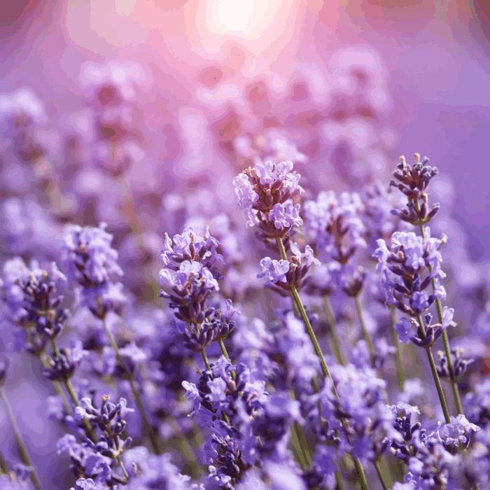 100% Pure Essential Oil, Lavender, 15 Ml, Therapeutic Grade, for Use with Oil Diffusers. - Image 5