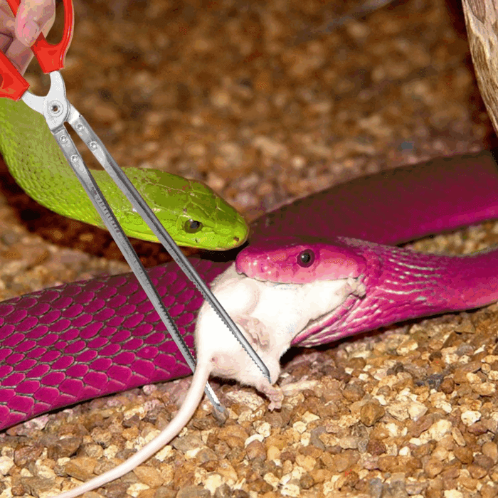 Snake Feeding Tongs,15 Inch Reptile Feeding Tongs,Extra Long Large Tweezers for Corn Ball Python Accessories,Bearded Dragon Tank Accessories,Pet Terrarium Supplies for Leopard Crested Gecko,Lizard - Image 7