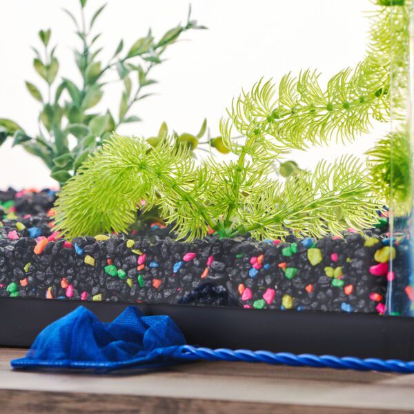 Moneywort, Cabomba & Foxtail Aquarium Plant Assortment (Style Will Vary) - Image 2