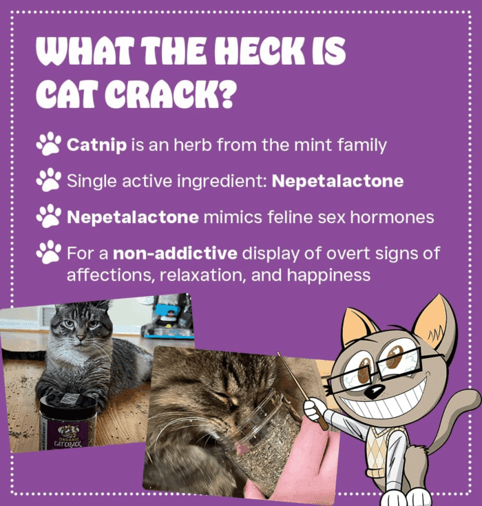 Catnip, Zoomie-Inducing Cat Nip Blend, North American Made & 100% Natural, Safe & Non-Addictive Catnip Treats Used to Supplement Cat Nip Toys, Spray, & Accessories (1 Cup) - Image 2
