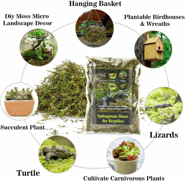 Sphagnum Moss for Reptiles - Terrarium Reptiles Moss Green Dried Peat Moss Habitat Bedding Moss for Snakes Turtle Frog Gecko and Other Reptiles Substrate (5, Ounces) - Image 5