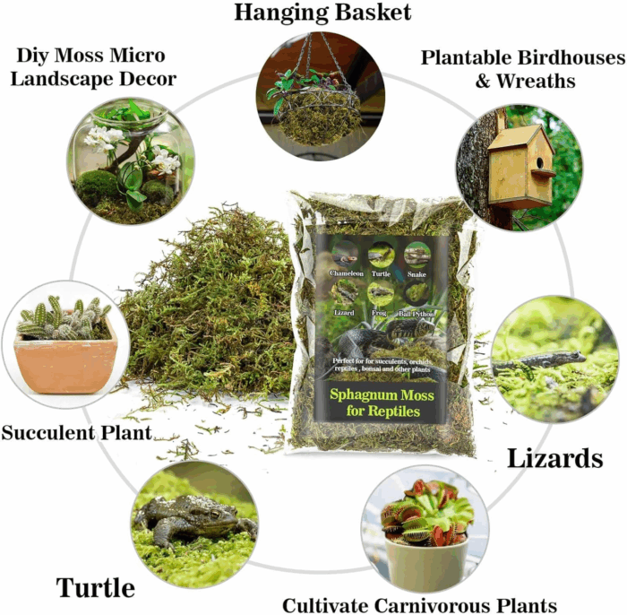 Sphagnum Moss for Reptiles - Terrarium Reptiles Moss Green Dried Peat Moss Habitat Bedding Moss for Snakes Turtle Frog Gecko and Other Reptiles Substrate (5, Ounces) - Image 5