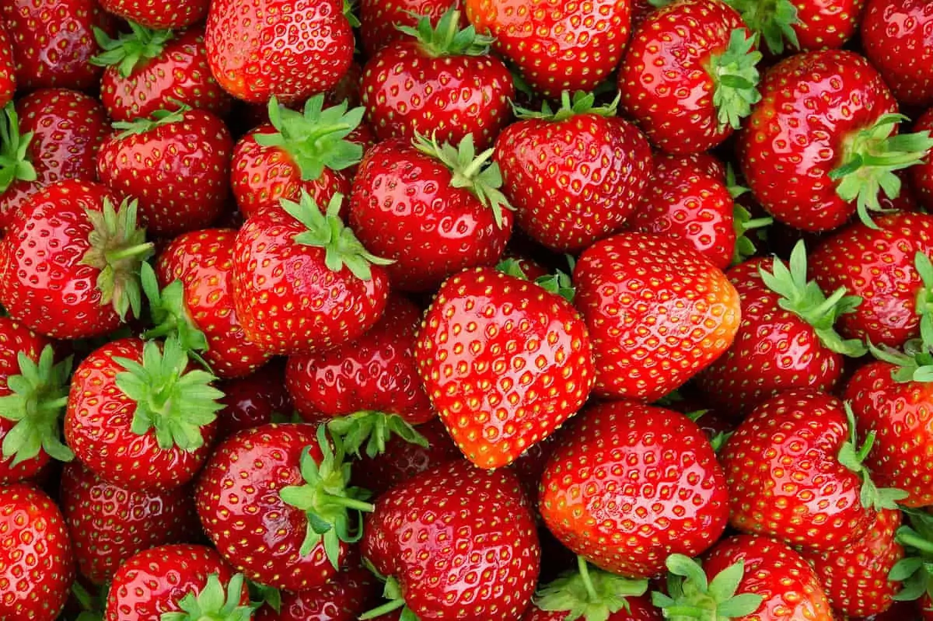 Fresh Strawberries, 1 Lb Container - Image 6