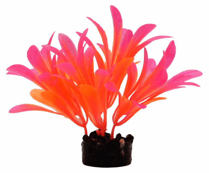 Bright Value Aquarium Plant - Bright Color