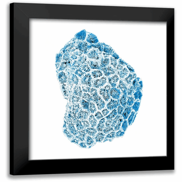 Brando, JJ 26X26 Gold Ornate Wood Framed with Double Matting Museum Art Print Titled - Blue Coral - Image 8