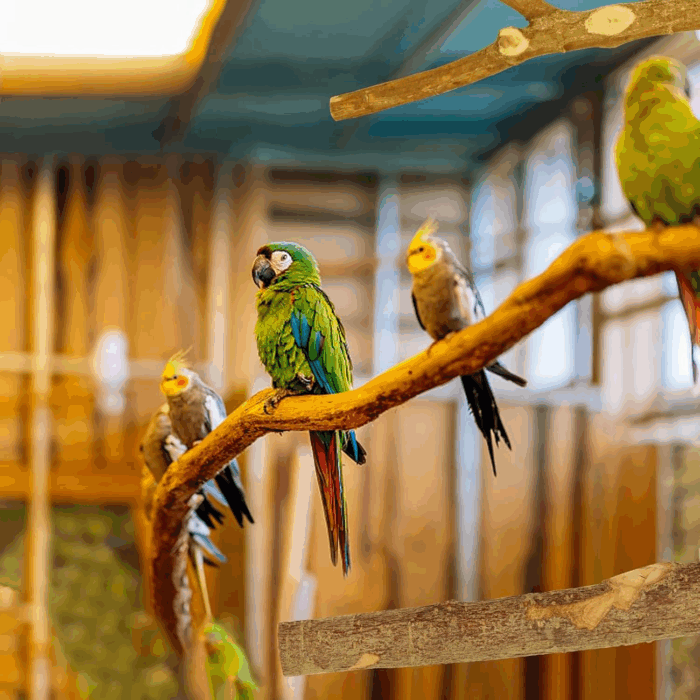 8PCS Natural Wood Bird Perches for Cage, Wooden Parrot Perch Stand, Bird Cage Accessories - Hanging Multi-Branch Perch & Platformas, Bird Toys for Parakeets, Cockatiel, Conure, Budgie, Macaw - Image 10