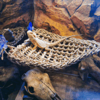 Reptile Plants for Bearded Dragon Tank Accessories, Reptile Hammock Terrarium Plant Vines Branch Plants Habitat Decoration for Lizard Leopard Gecko Snake Chameleon Ball Pythons - Image 3