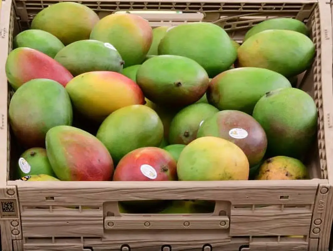 Fresh Yellow Mangoes, Each - Image 2