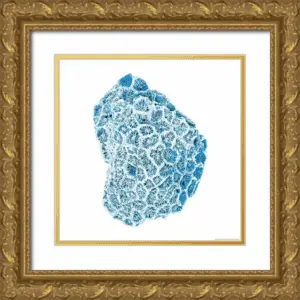Brando, JJ 26X26 Gold Ornate Wood Framed with Double Matting Museum Art Print Titled - Blue Coral