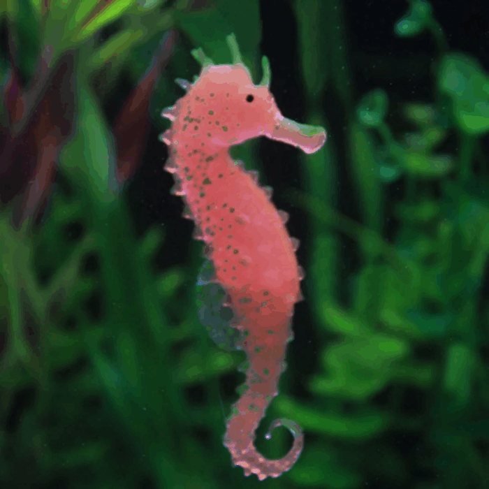 Aquarium Accessories | Aquarium Fish Tank Landscaping Decor Glowing Effect Animal Sea Ornament | 1 Seahorse - Image 3