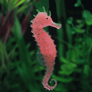 Aquarium Accessories | Aquarium Fish Tank Landscaping Decor Glowing Effect Animal Sea Horse Ornament | 1 Seahorse