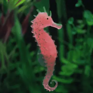 Aquarium Accessories | Aquarium Fish Tank Landscaping Decor Glowing Effect Animal Sea Horse Ornament | 1 Seahorse