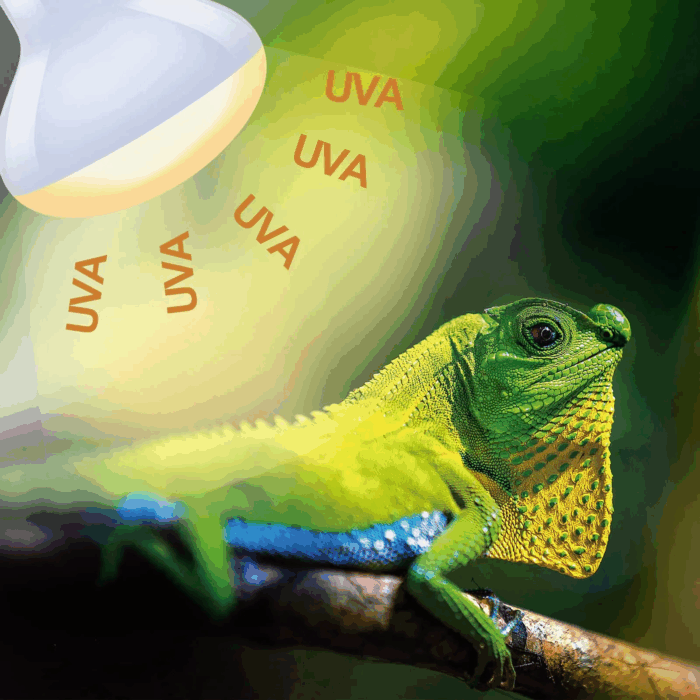 100W Reptile Heat Lamp Bulbs Combo, Day & Night Basking Spot Light, UVA Heating Lamp 2 Pack - Image 6