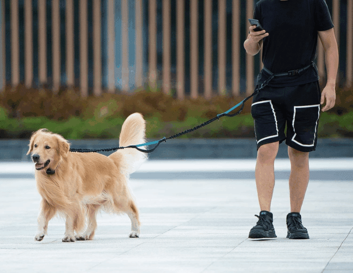 Hands Free Dog Leash with Zipper Pouch, Dual Padded Handles and Durable Bungee for Walking, Jogging and Running Your Dog (Large, 25-120 Lbs, Black) - Image 6
