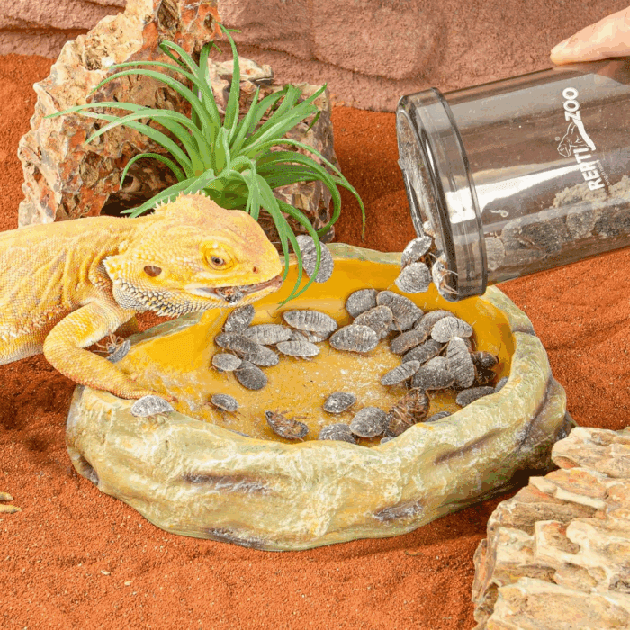 Reptile Cricket Calcium Powder Mixer, Cricket Keeper Shaker for Bearded Dragon Gecko Snake Lizards, Dispenser Feeder for Chameleon Reptile & Amphibians - Image 8