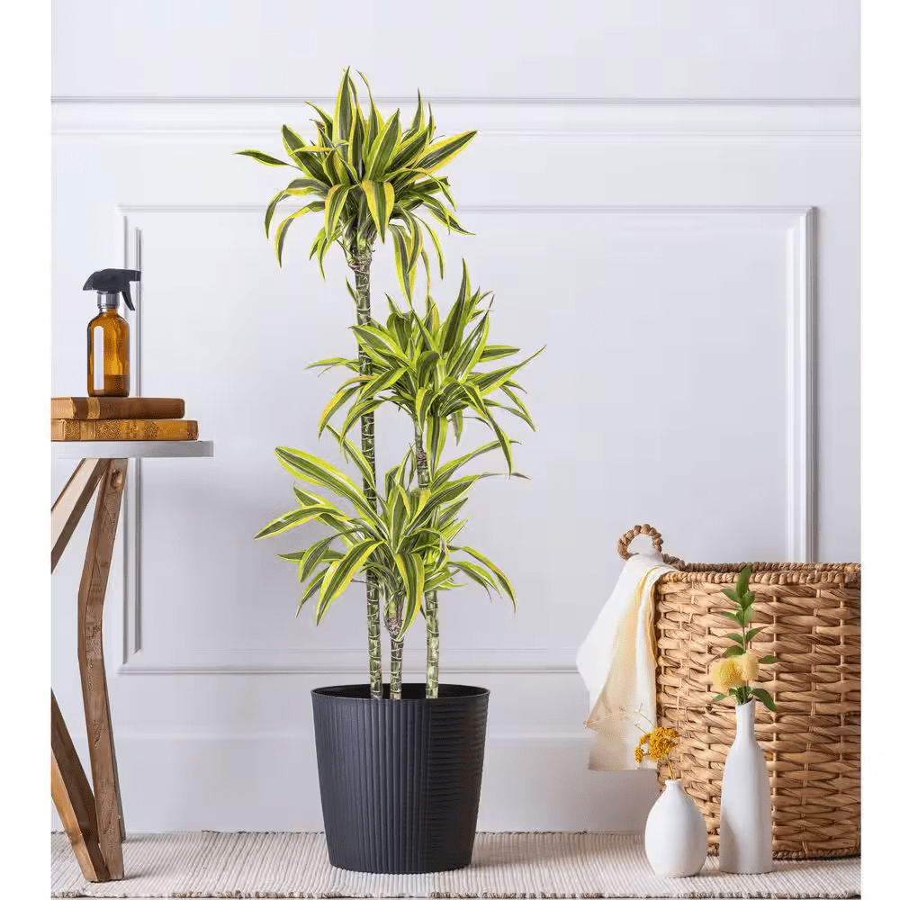 10 In. Dracaena Lemon Lime Plant in Grower Pot - Image 4
