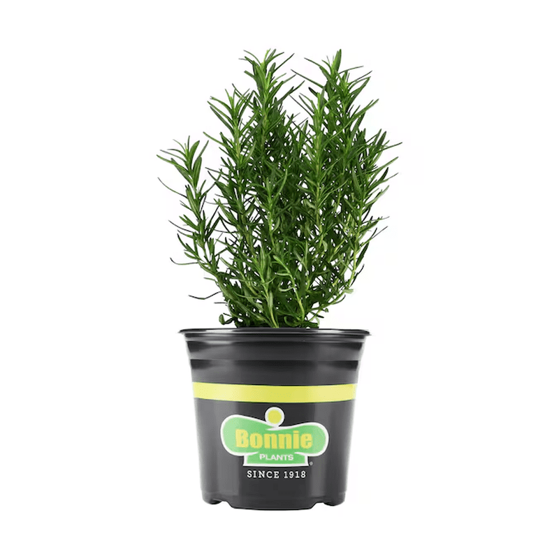 1 -Pack Rosemary Plant in Pot