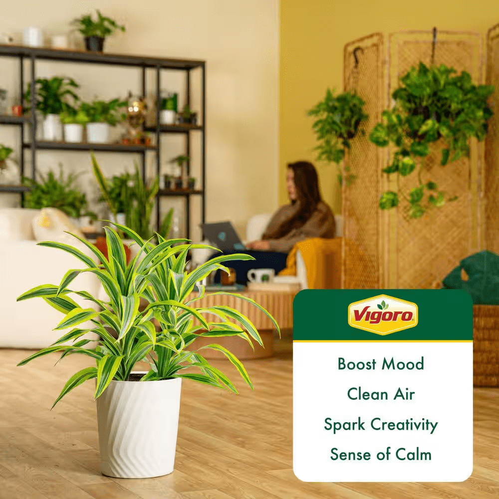 Grower'S Choice Dracaena Indoor Plant in 10 In. Decor Pot, Avg. Shipping Height 2-3 Ft. Tall - Image 5