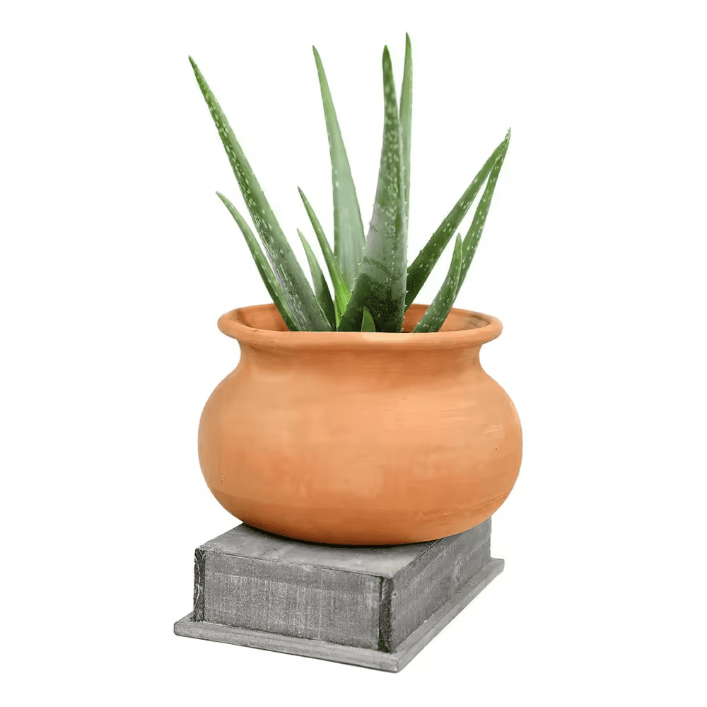 6 IN. Aloe Vera Indoor Plant in Deco Pot - Image 2