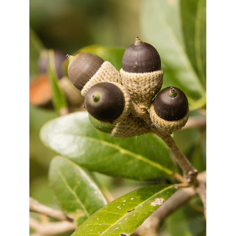 5 -Gallon Shade Live Oak in Pot (With Soil) - Image 3